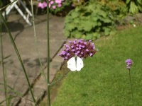 image of cabbage_butterfly