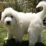 image of animal