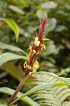 image of flower