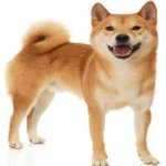 image of animal