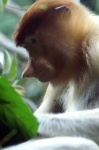 image of proboscis_monkey