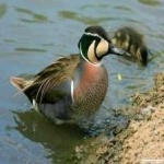 image of teal_duck #1