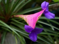 image of flower