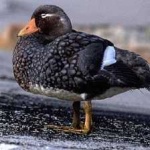 image of bird