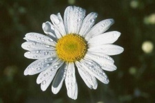 image of flower