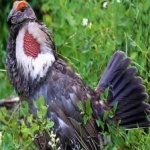 image of bird