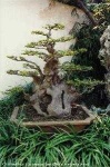 image of tree