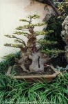 image of bonsai #28