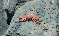 image of rock_crab