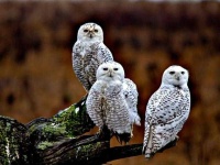 image of owl
