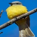 image of bird