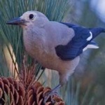 image of bird