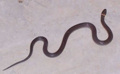 image of ringneck_snake