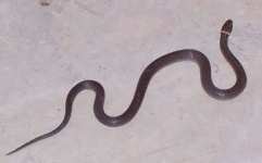 image of ringneck_snake #20