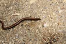 image of thunder_snake