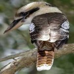 image of bird