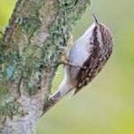 image of bird