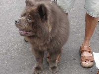 image of chow