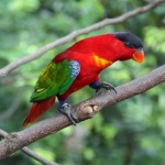 image of lory