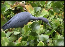 image of little_blue_heron