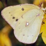 image of animal