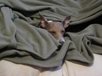 image of italian_greyhound