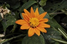 image of flower