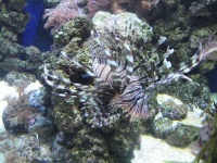 image of lionfish