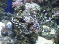 image of lionfish #3