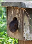 image of mink