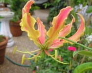 image of flower