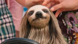 image of sloth
