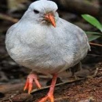 image of bird