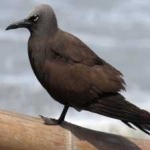 image of bird