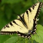 image of animal