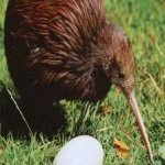image of bird_kiwi #45