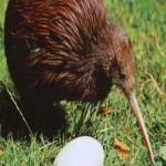 image of bird