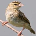 image of bird
