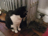 image of radiator