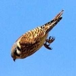 image of bird