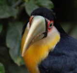 image of toucan