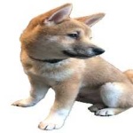 image of shiba_inu #18