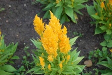 image of flower