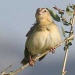 image of bird