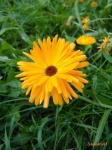 image of flower