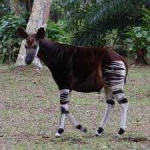 image of animal