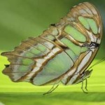 image of animal