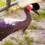 image of bird
