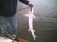 image of sturgeon
