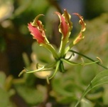 image of flower